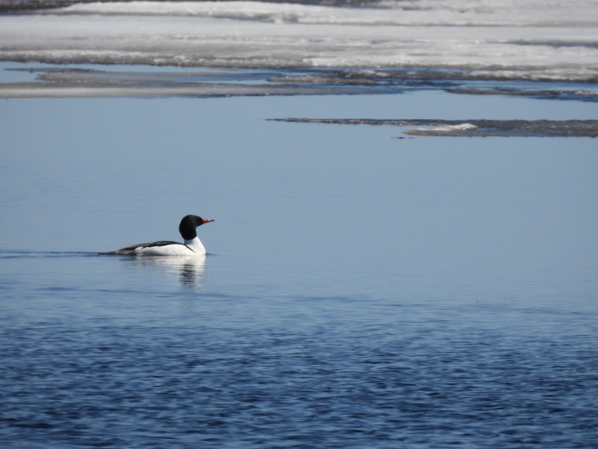 Smergo maggiore - ML633799472