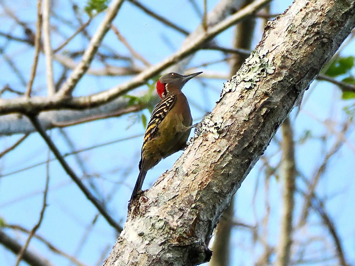 Hispaniolan Woodpecker - ML633799517