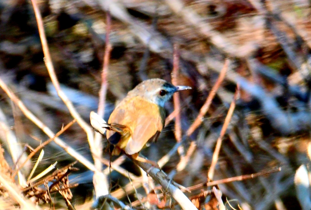 Kızıl-Gri Prinya - ML633799675