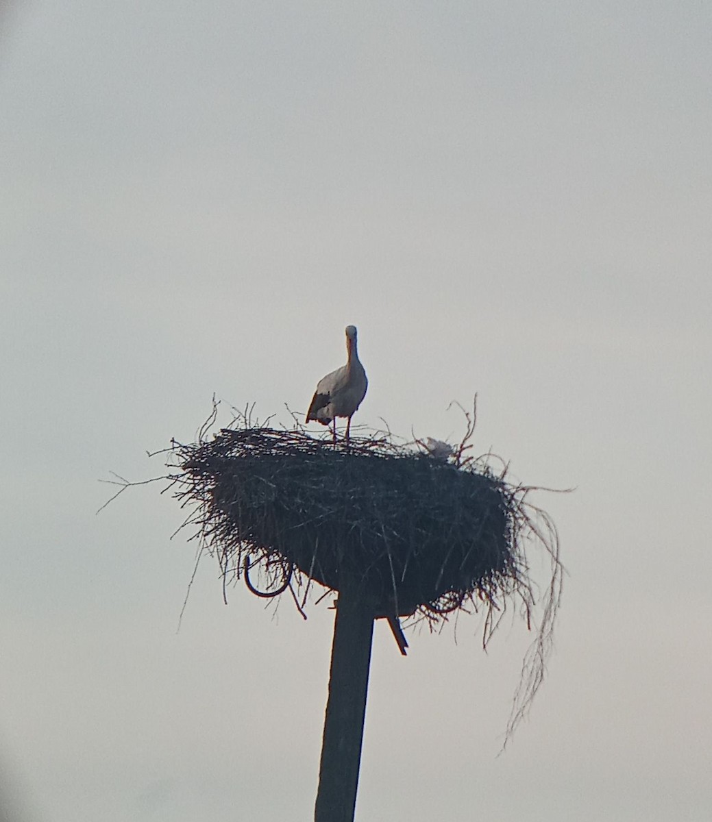 White Stork - ML633799680