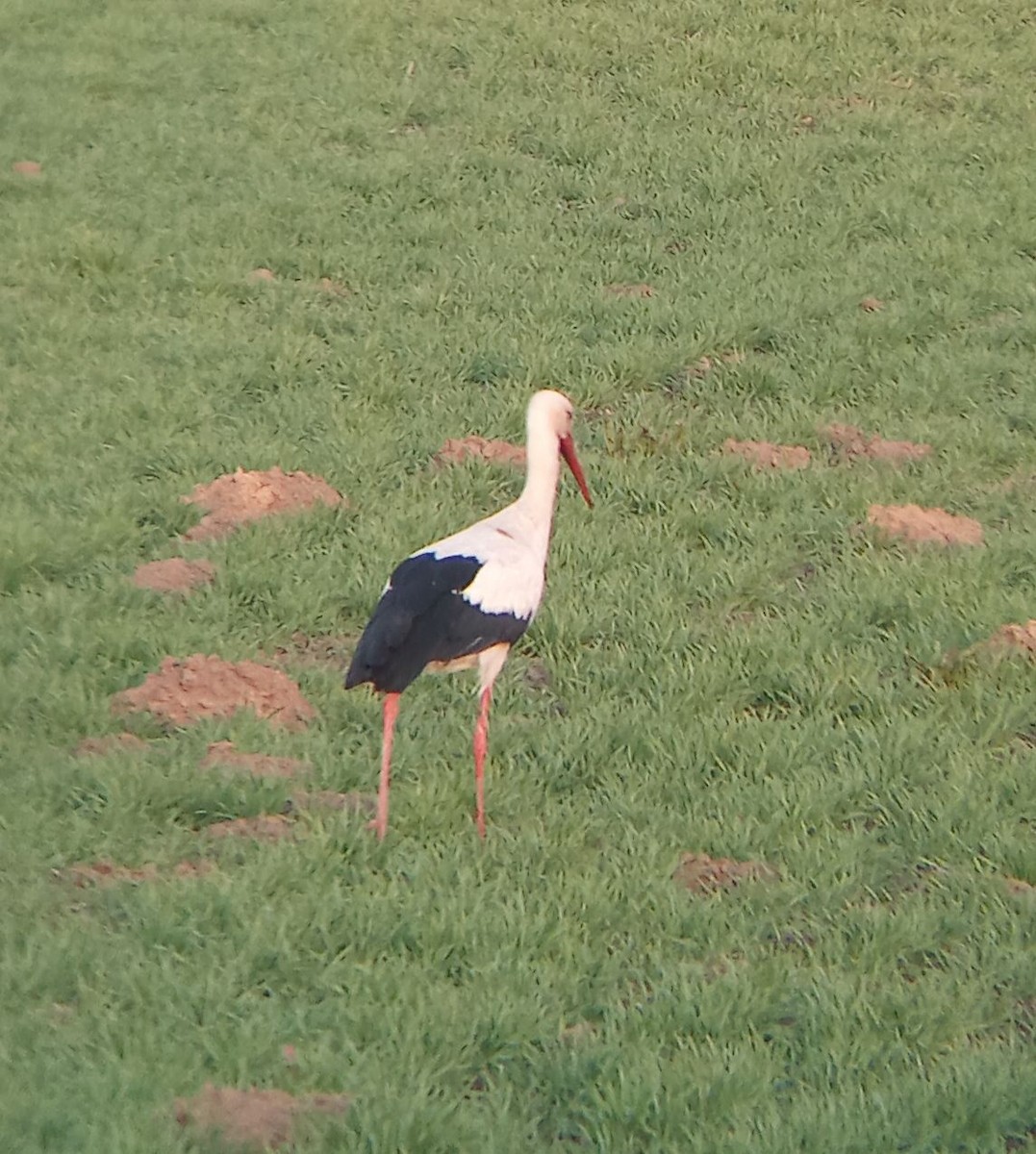 White Stork - ML633799681
