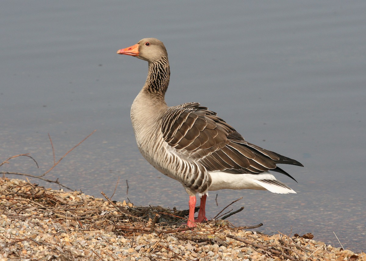 Graylag Goose - Christoph Moning