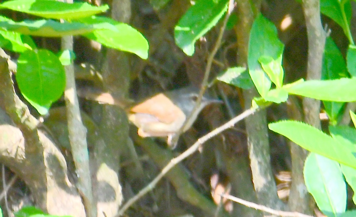 Kızıl-Gri Prinya - ML633799712