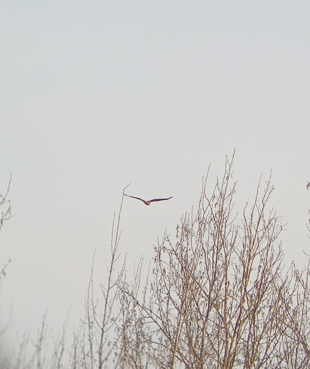 Western Marsh Harrier - ML633799760