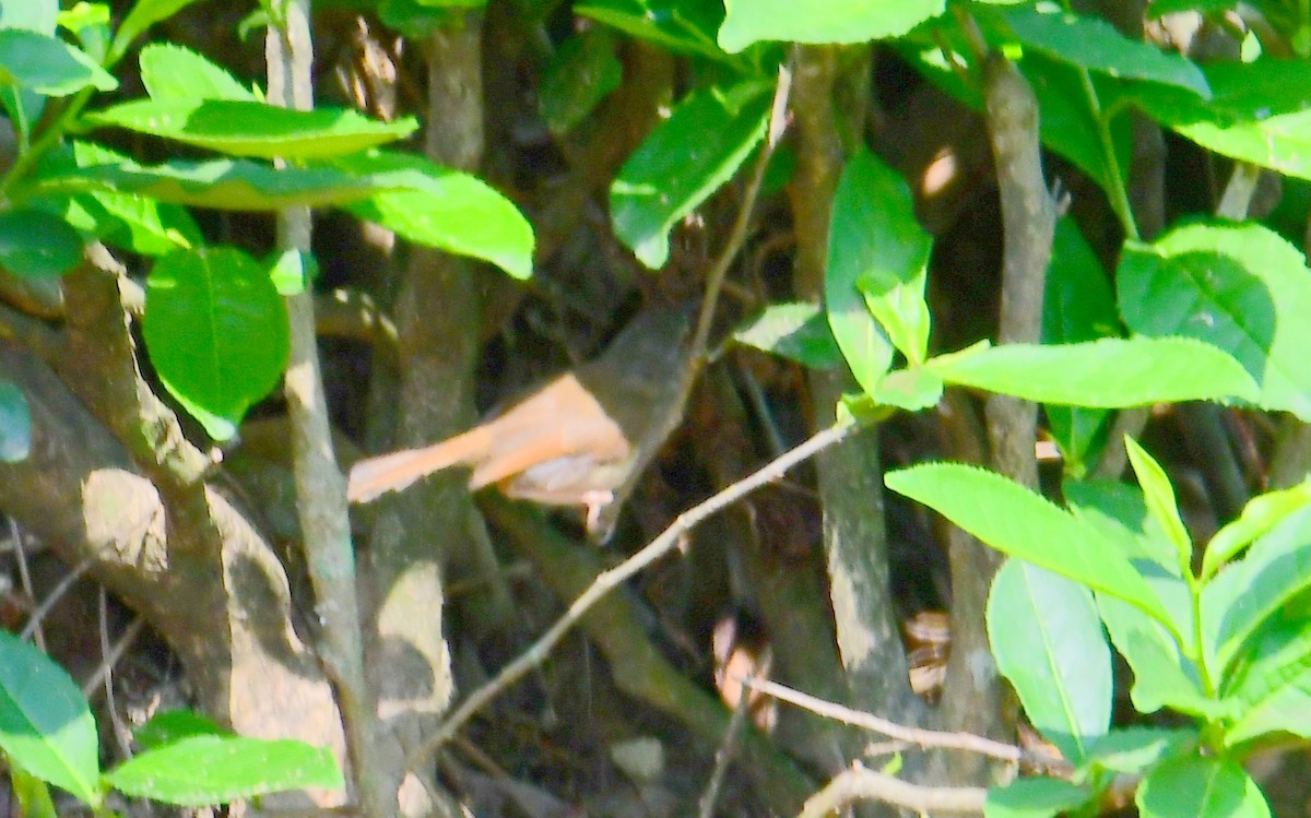 Kızıl-Gri Prinya - ML633799791