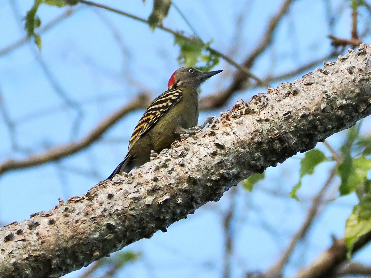 Hispaniolan Woodpecker - ML633800163