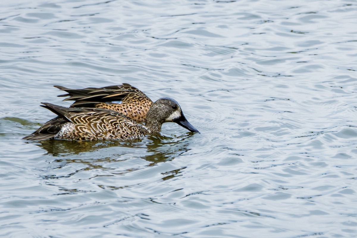 Blue-winged Teal - ML633800256