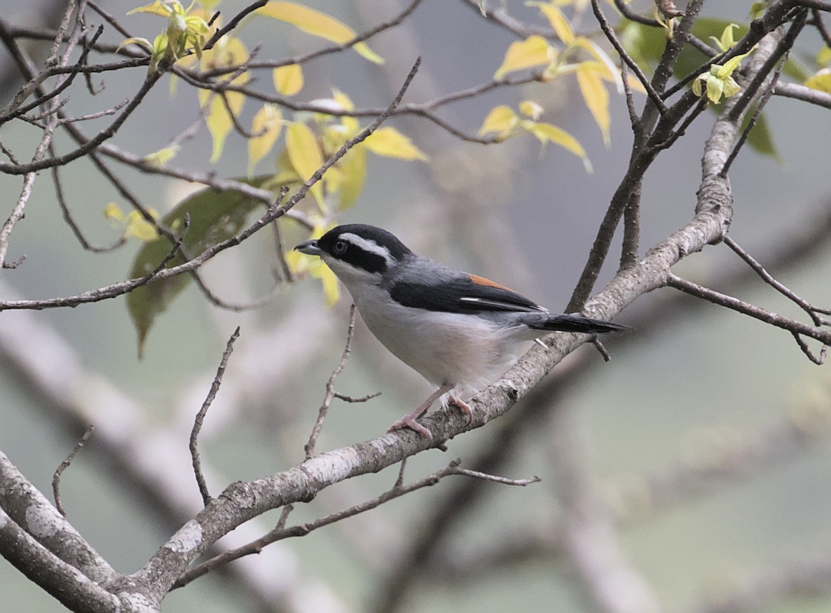 White-browed Shrike-Babbler - ML633800331
