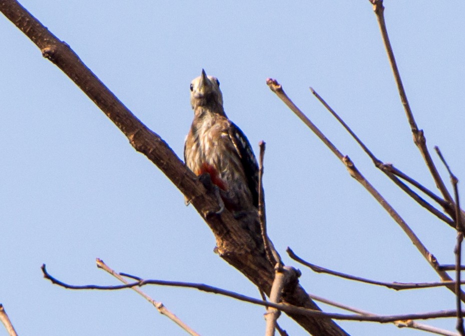 Yellow-crowned Woodpecker - ML633800425