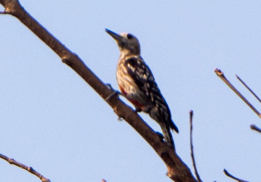 Yellow-crowned Woodpecker - ML633800426