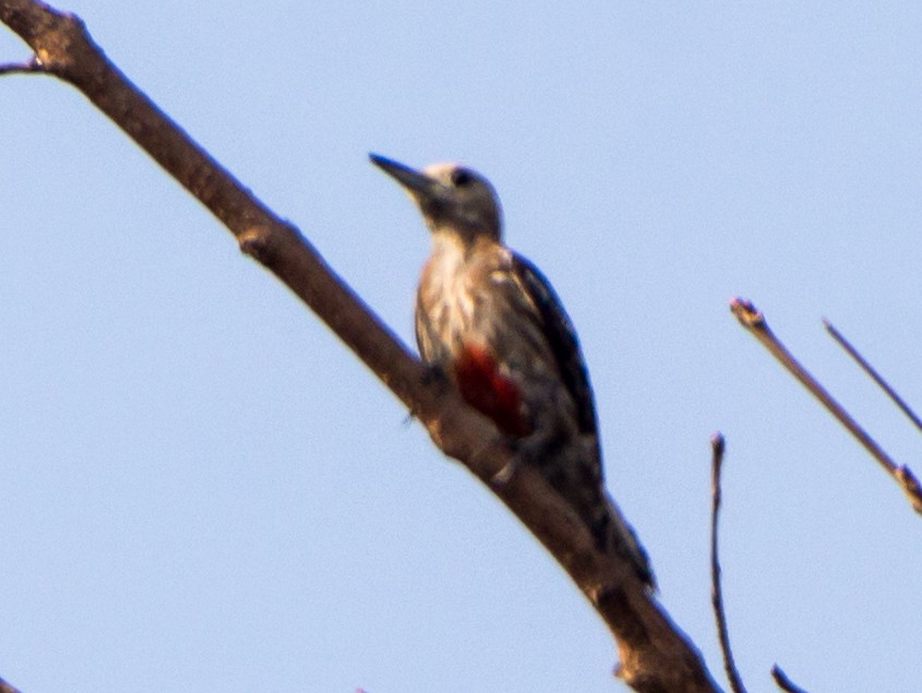 Yellow-crowned Woodpecker - ML633800427