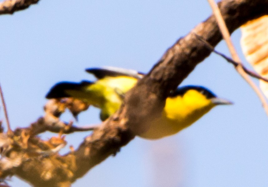Common Iora - ML633800455