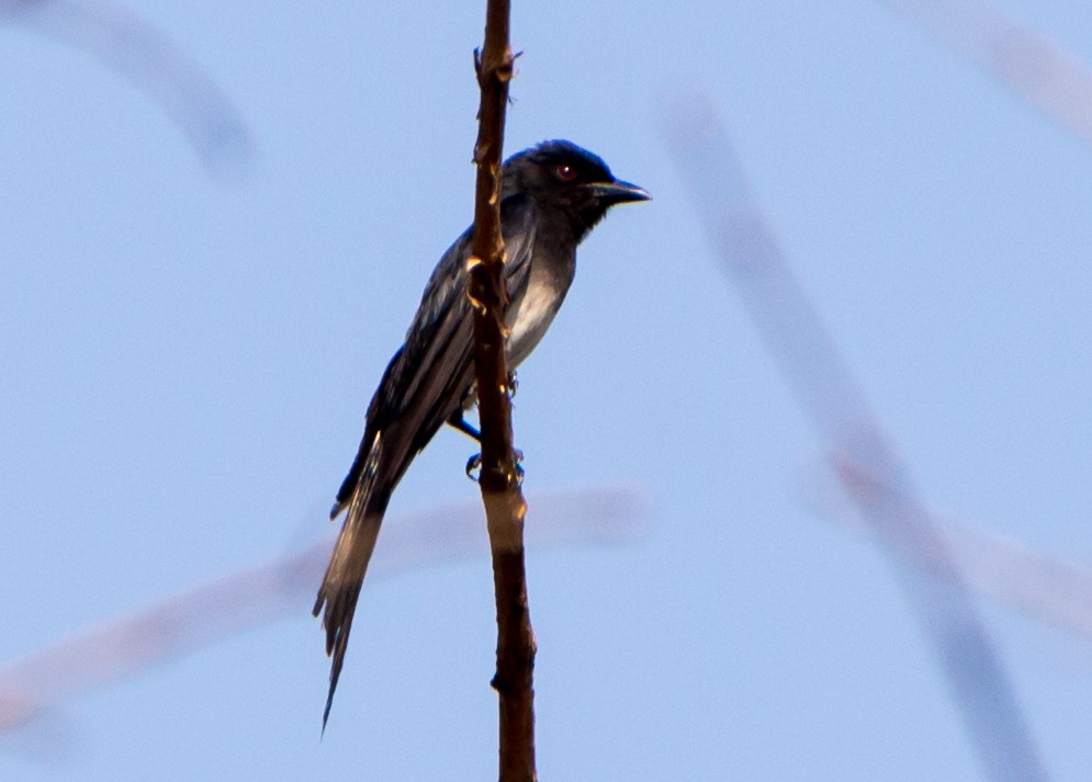 White-bellied Drongo - ML633800489