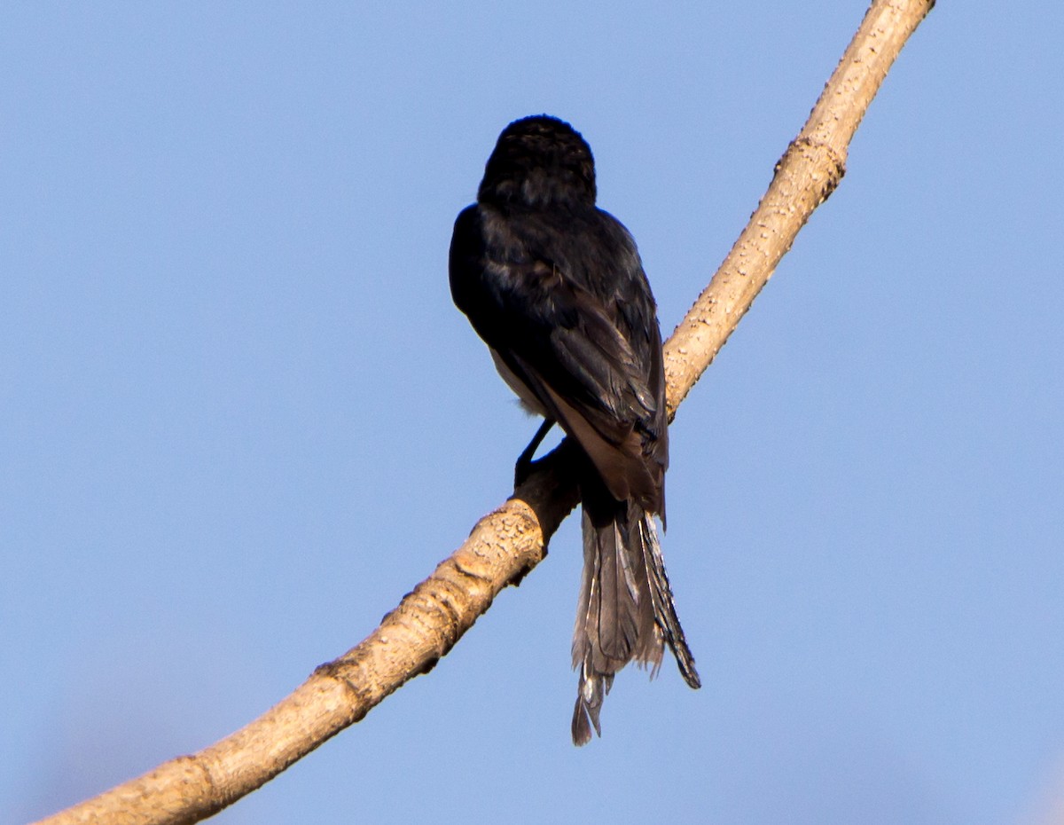 White-bellied Drongo - ML633800490