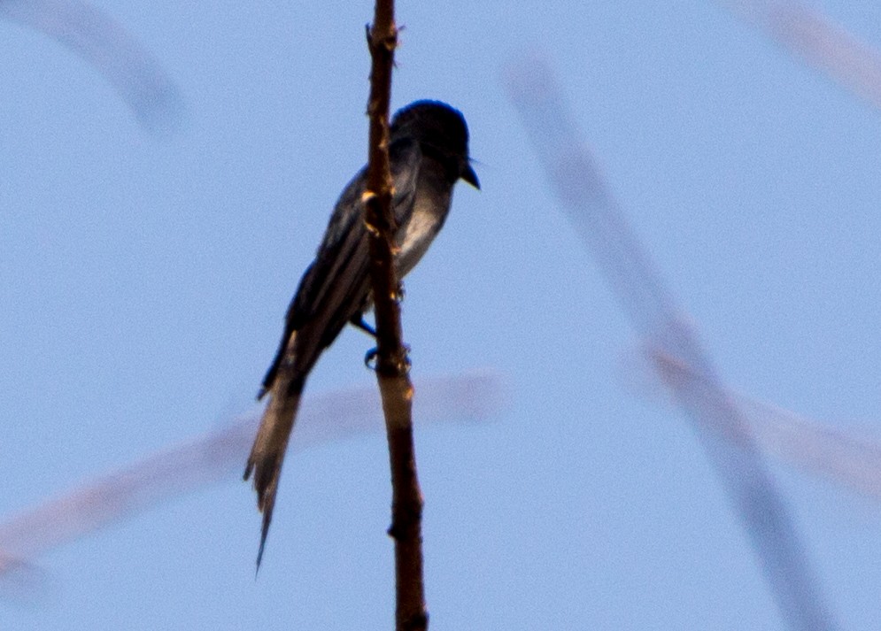 White-bellied Drongo - ML633800491