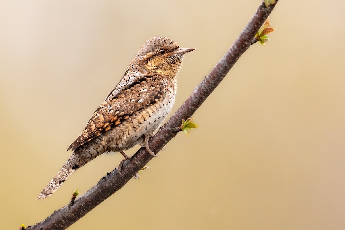 Eurasian Wryneck - ML633800496