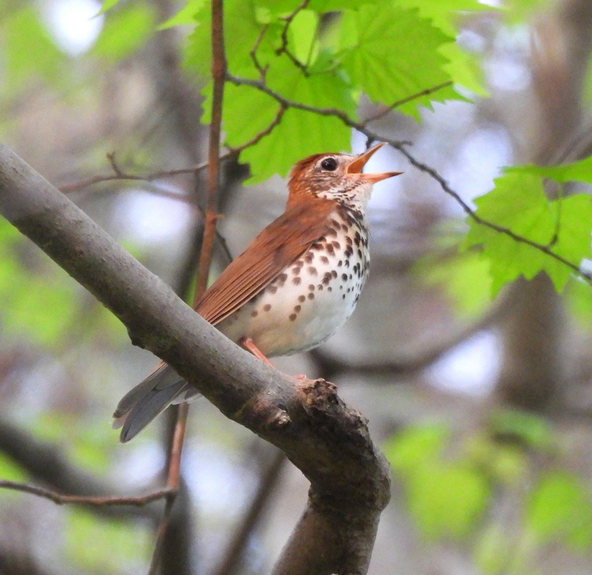 Wood Thrush - ML633800507