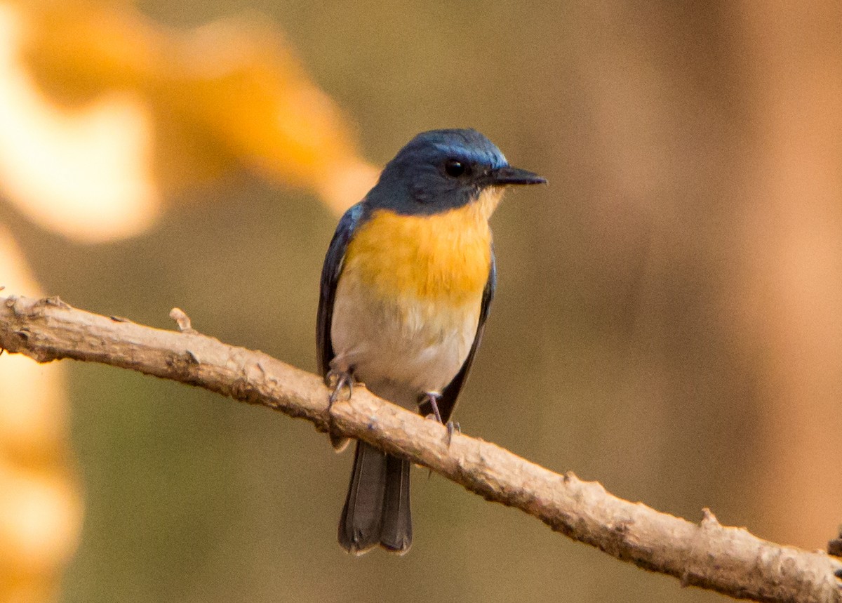 Tickell's Blue Flycatcher - ML633800580