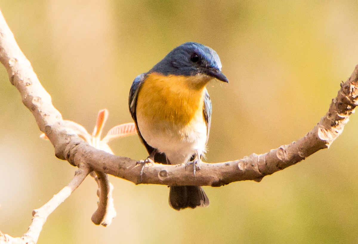 Tickell's Blue Flycatcher - ML633800581