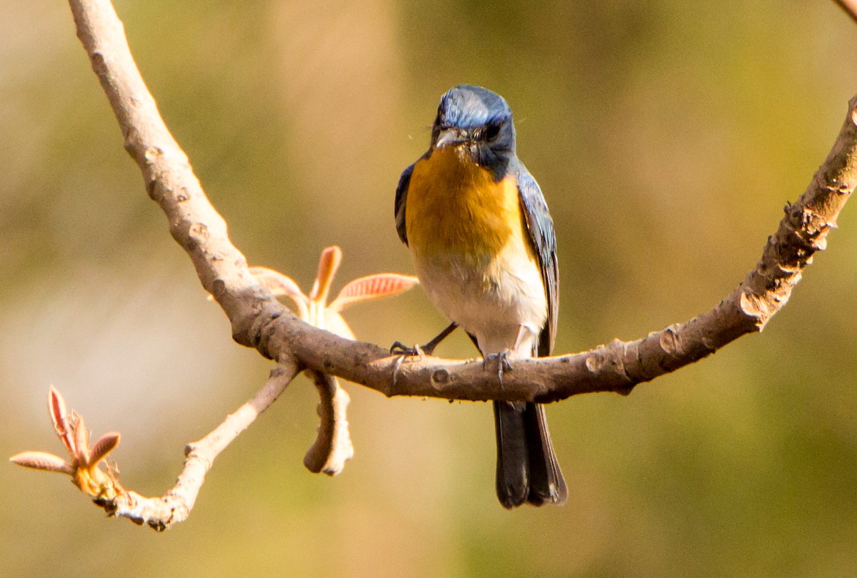 Tickell's Blue Flycatcher - ML633800582