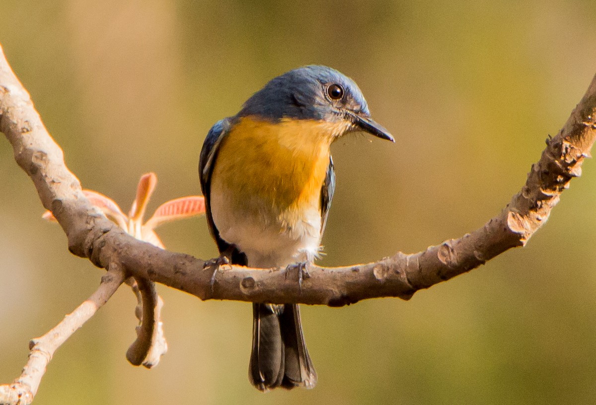Tickell's Blue Flycatcher - ML633800583