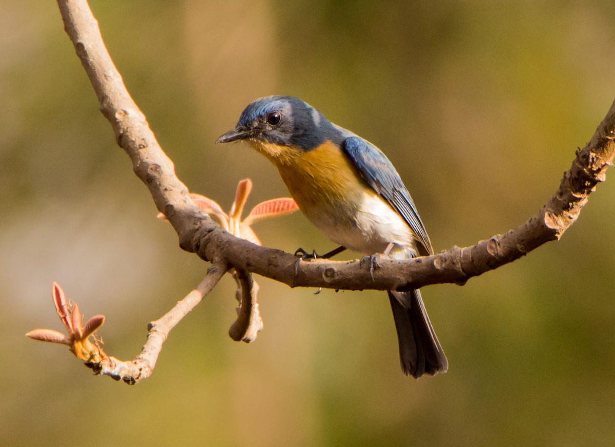 Tickell's Blue Flycatcher - ML633800584
