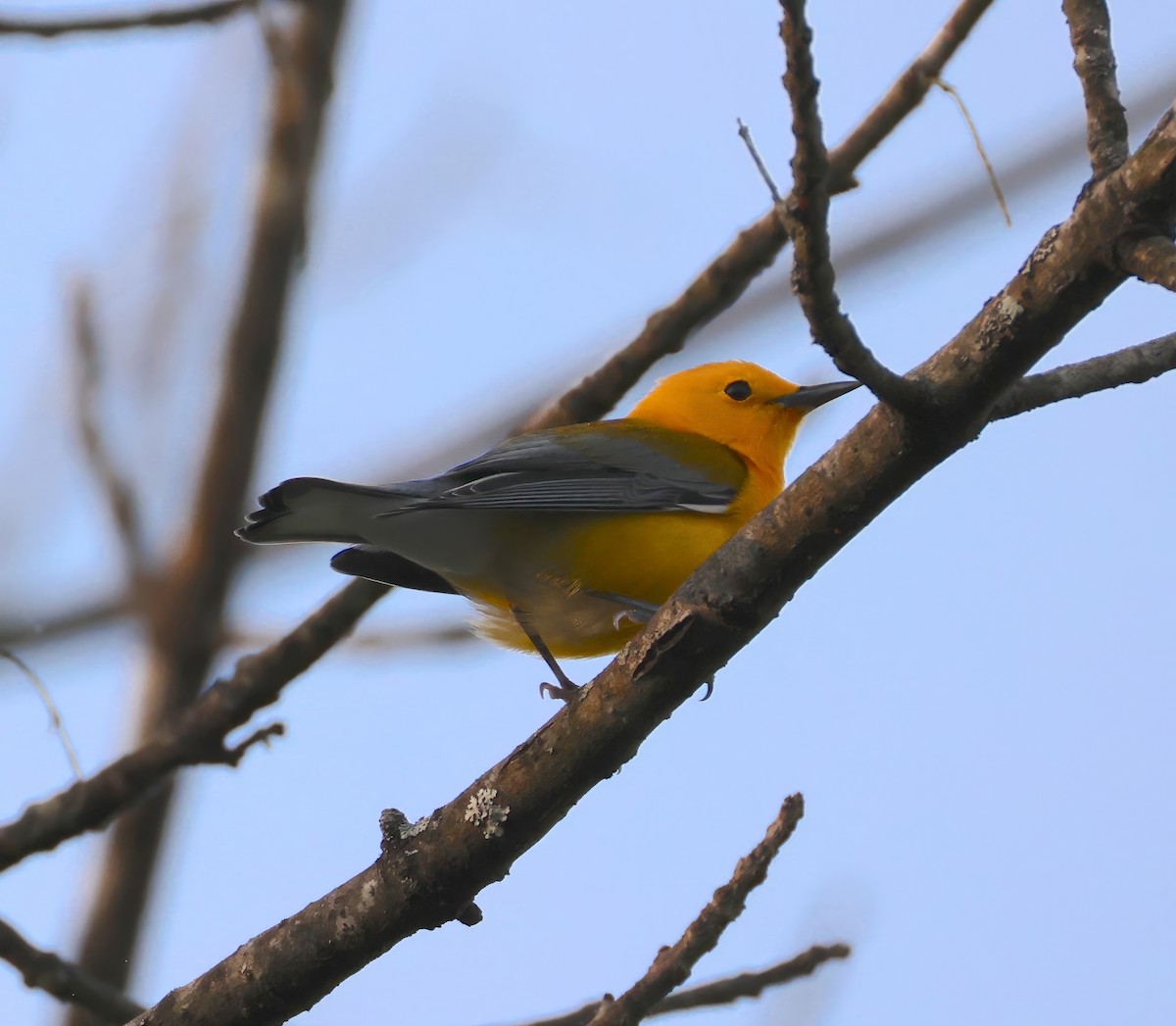 Zitronenwaldsänger - ML633800587