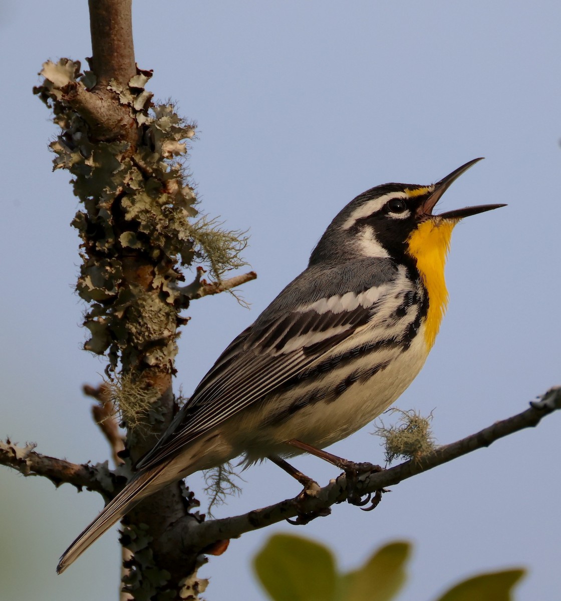 Goldkehl-Waldsänger - ML633800608