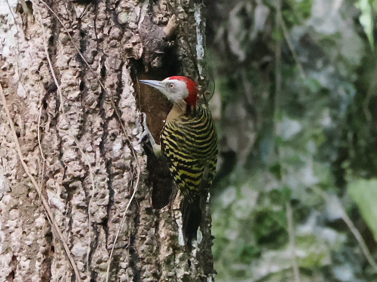 Hispaniolan Woodpecker - ML633800614