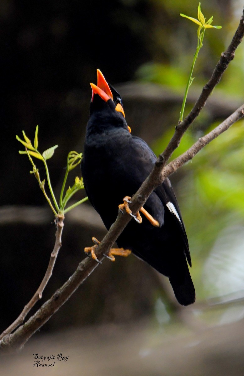 Küpeli Çiğdeci - ML633800646