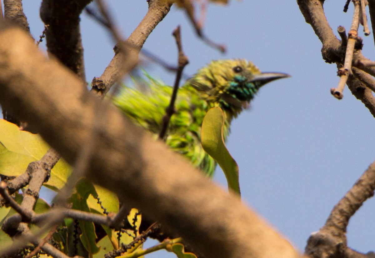 Jerdon's Leafbird - ML633800649