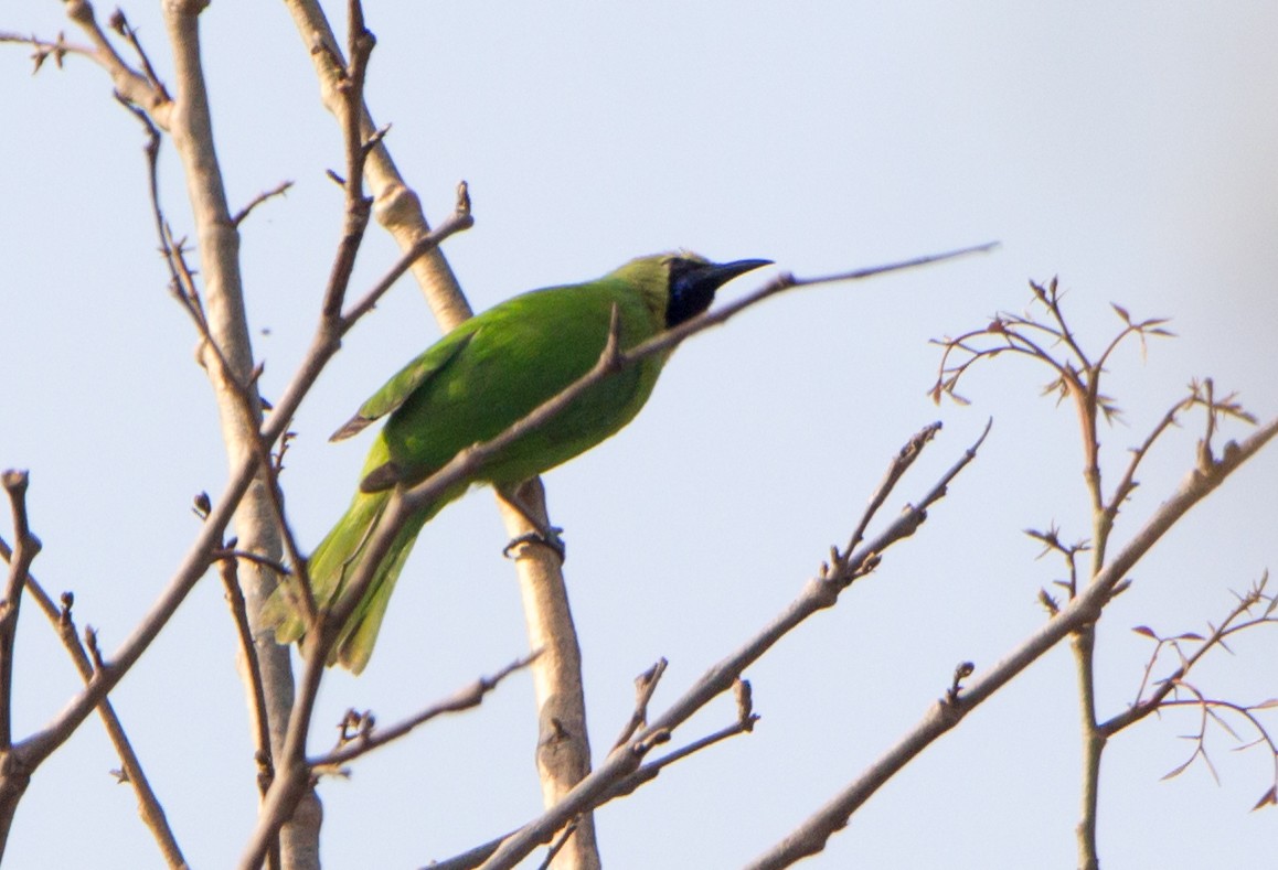 Jerdon's Leafbird - ML633800650