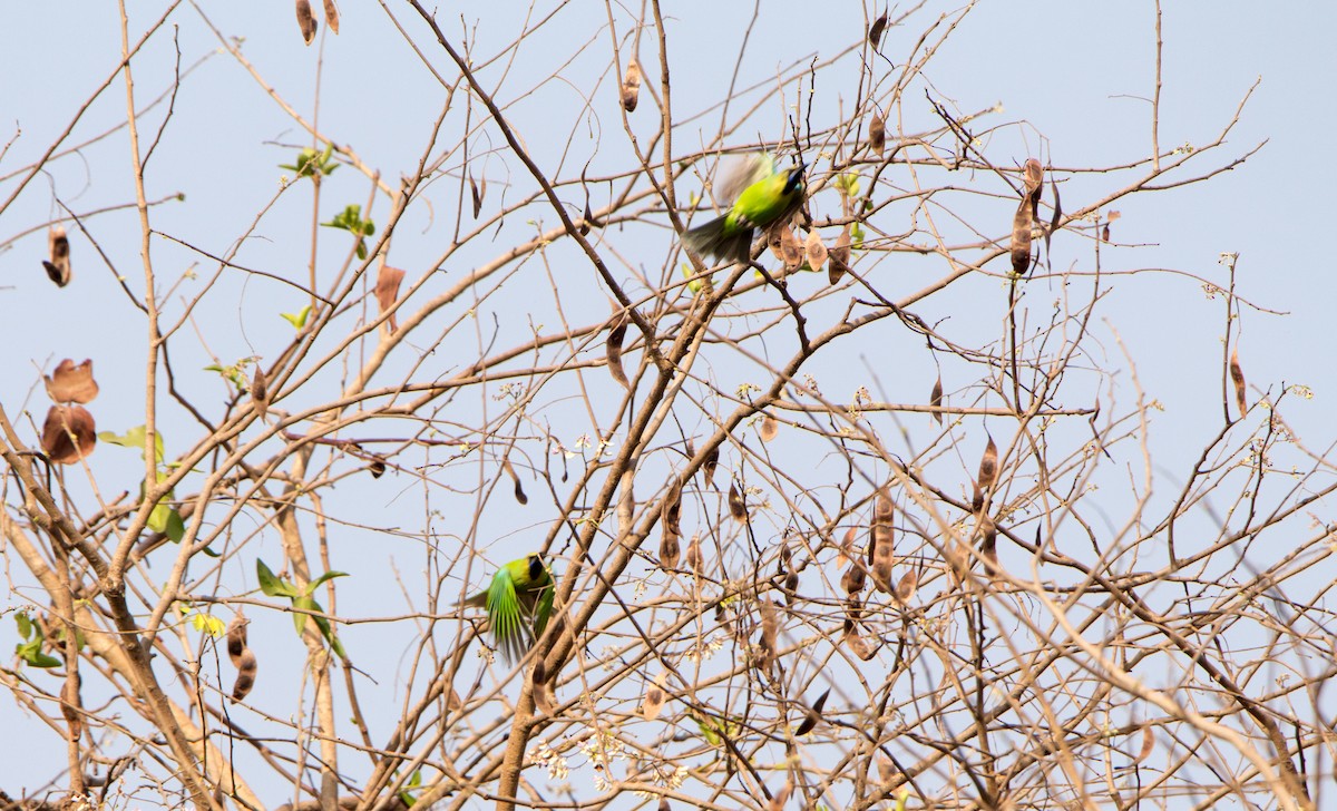Jerdon's Leafbird - ML633800651
