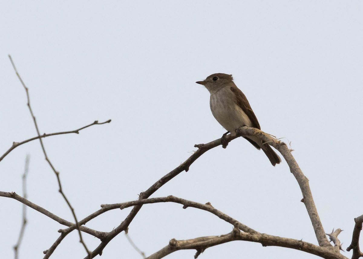 Asian Brown Flycatcher - ML633800759