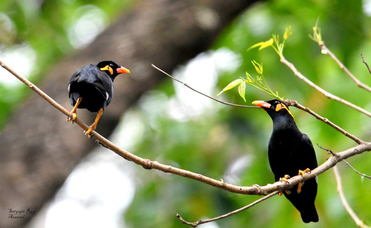 Küpeli Çiğdeci - ML633800761