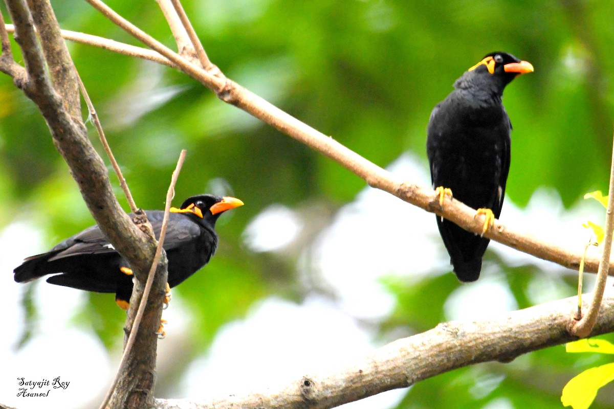 Küpeli Çiğdeci - ML633800818