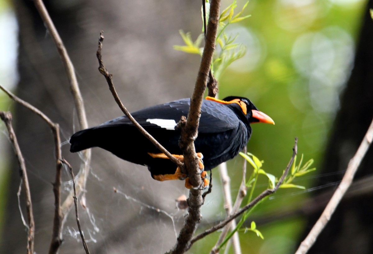 Küpeli Çiğdeci - ML633800855