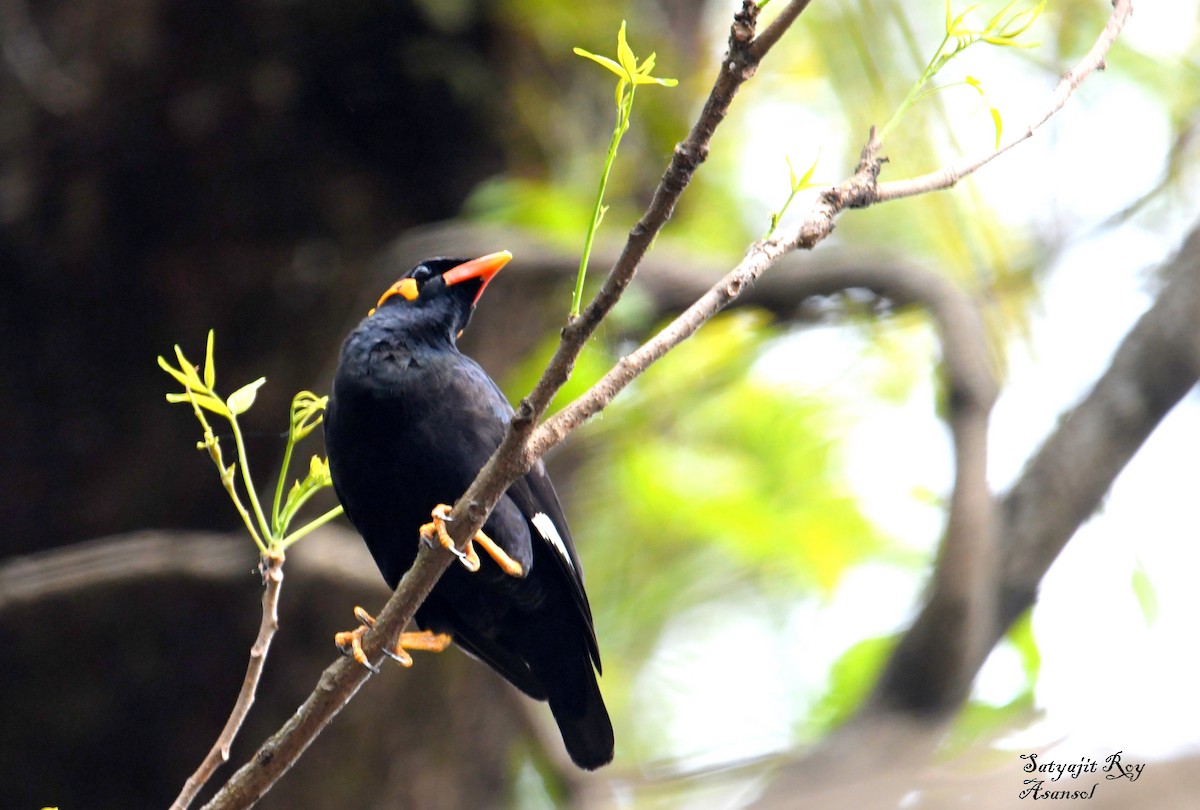 Küpeli Çiğdeci - ML633800916