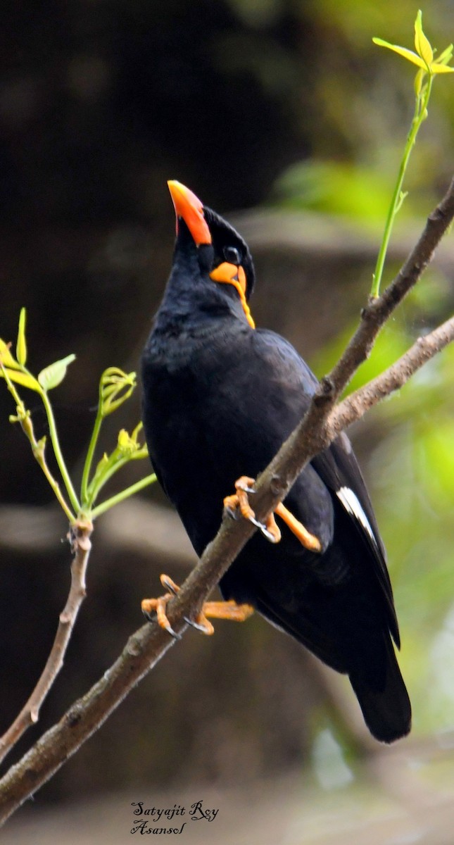 Küpeli Çiğdeci - ML633800945