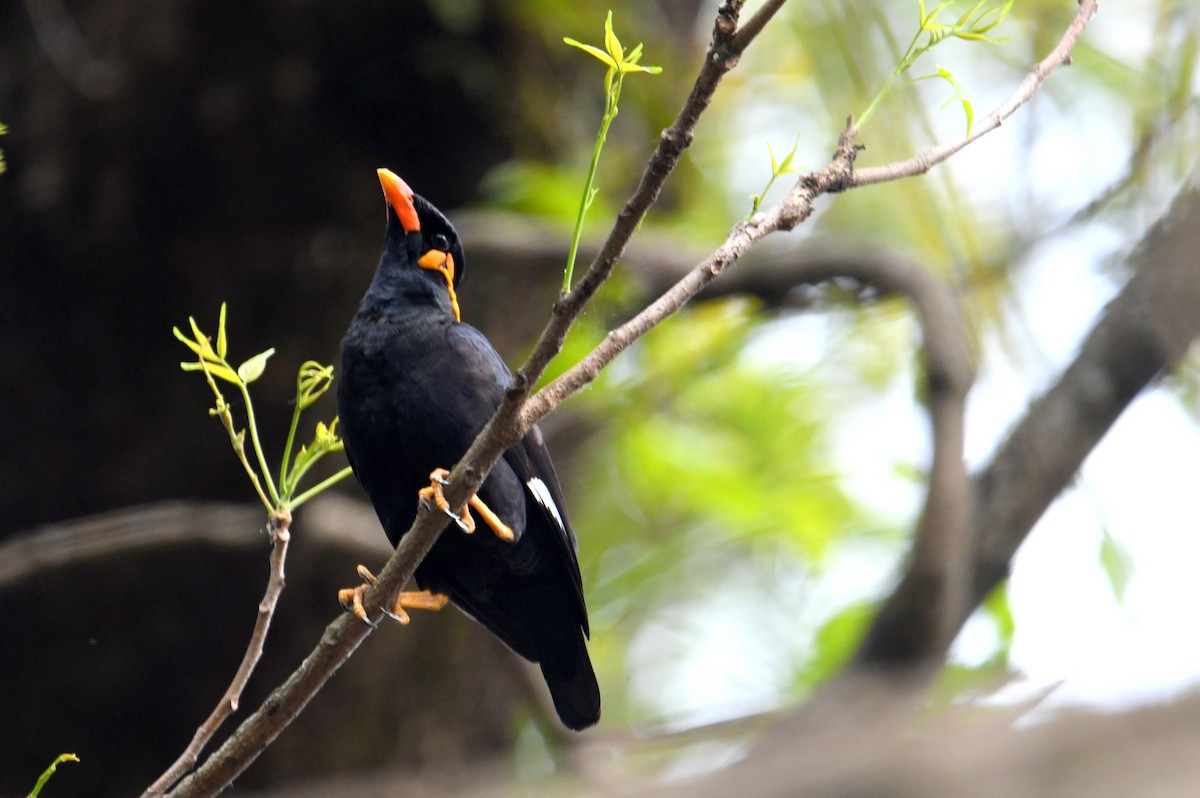 Küpeli Çiğdeci - ML633800977