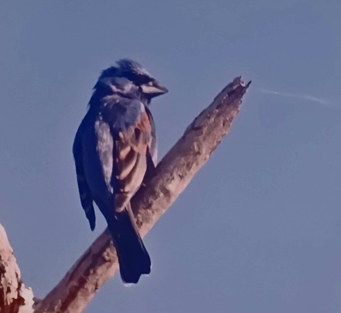 Blue Grosbeak - ML633801101