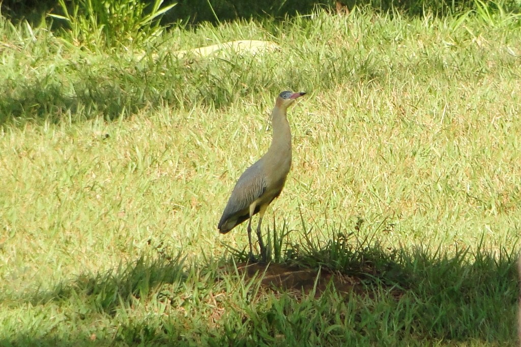 Whistling Heron - Carlos Otávio Gussoni