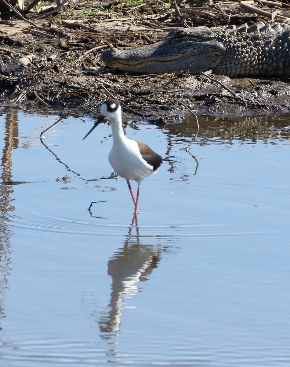 Black-necked Stilt - ML633801133