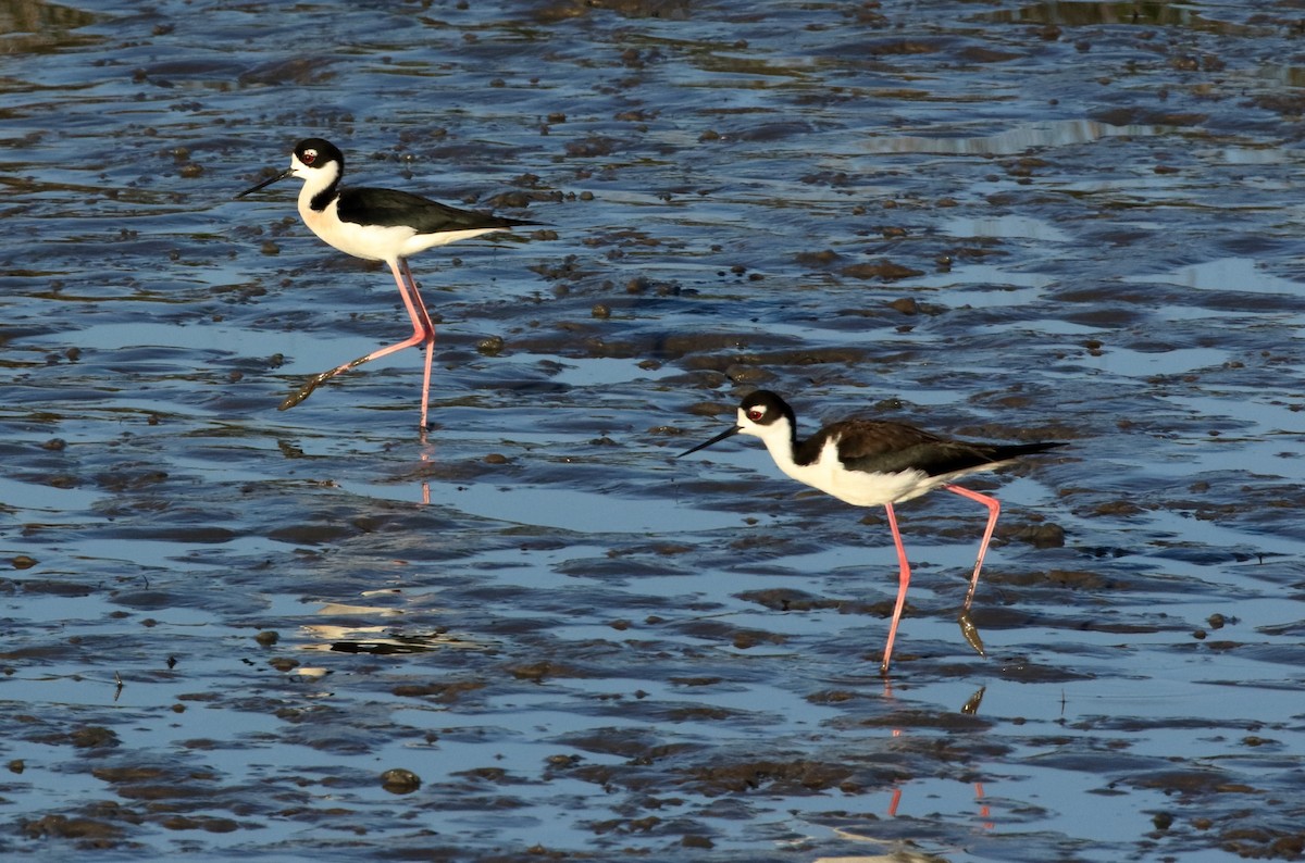 Black-necked Stilt - ML633801134