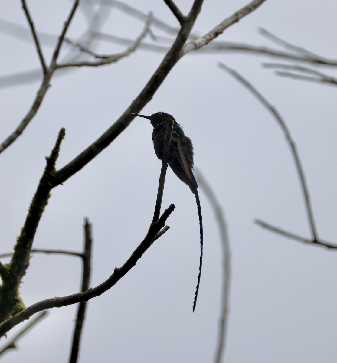 Black-billed Streamertail - ML633801138