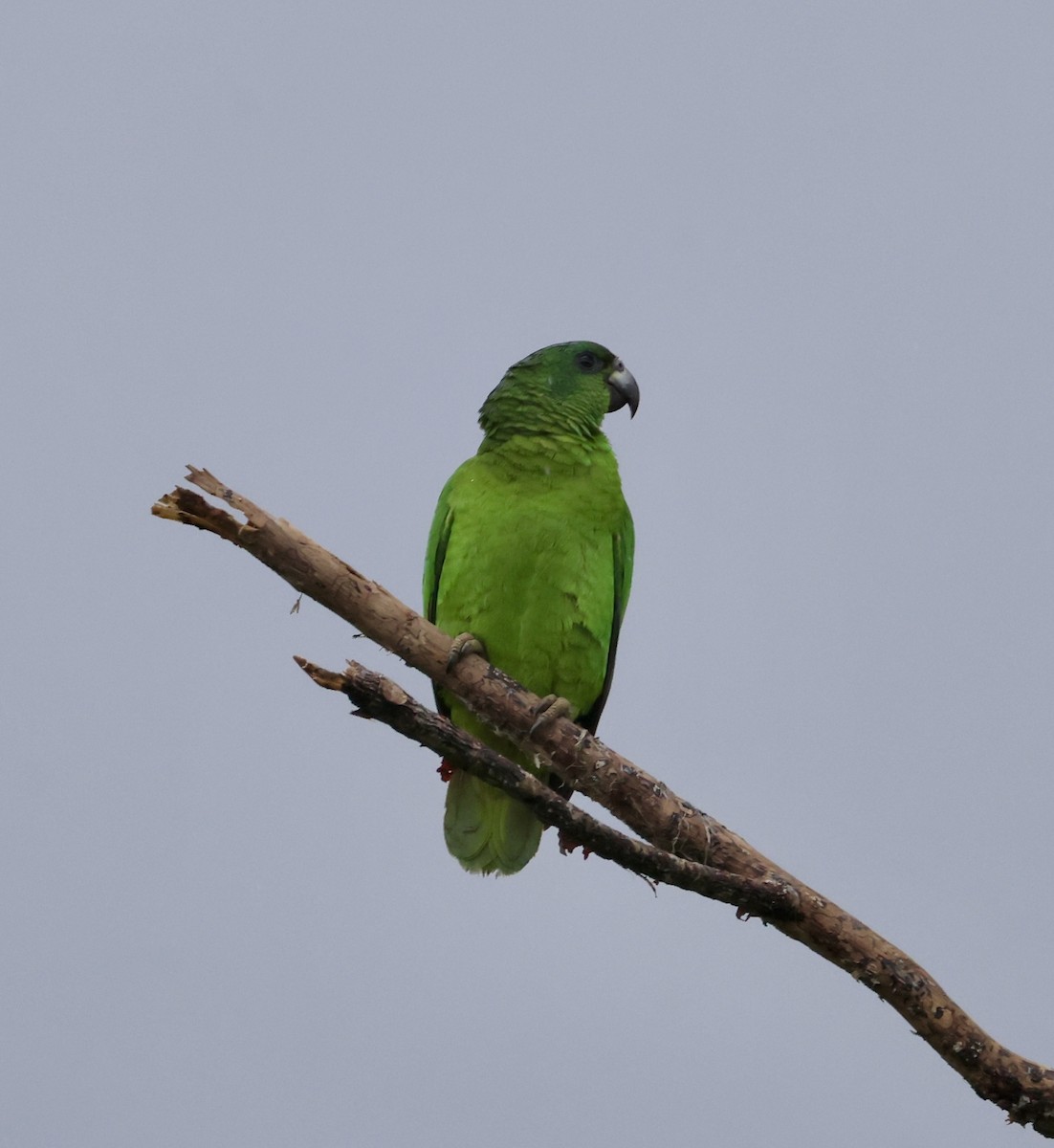 Amazone verte - ML633801147