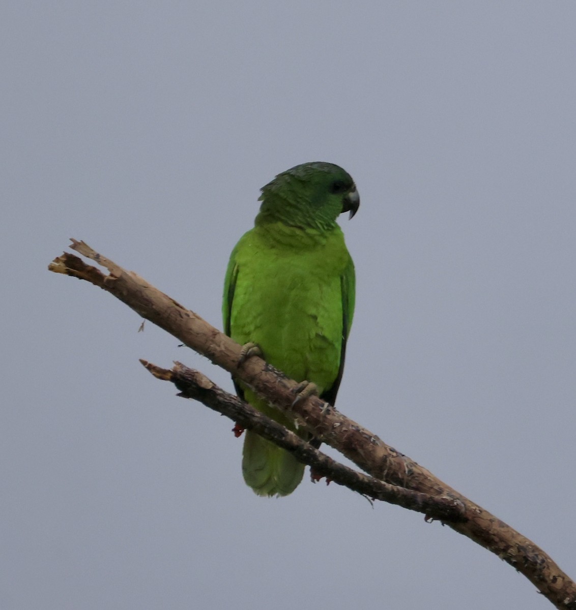 Amazone verte - ML633801148
