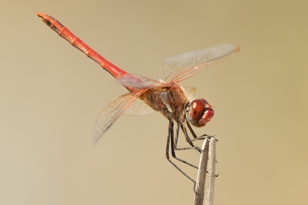 Insects - ML633801201