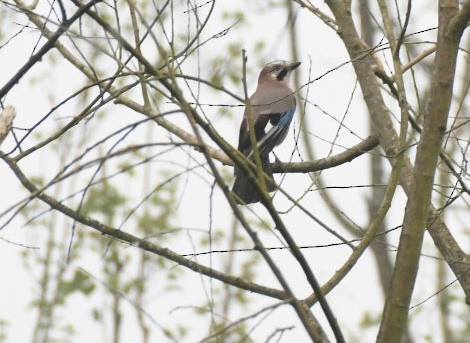 Eurasian Jay - ML633801262
