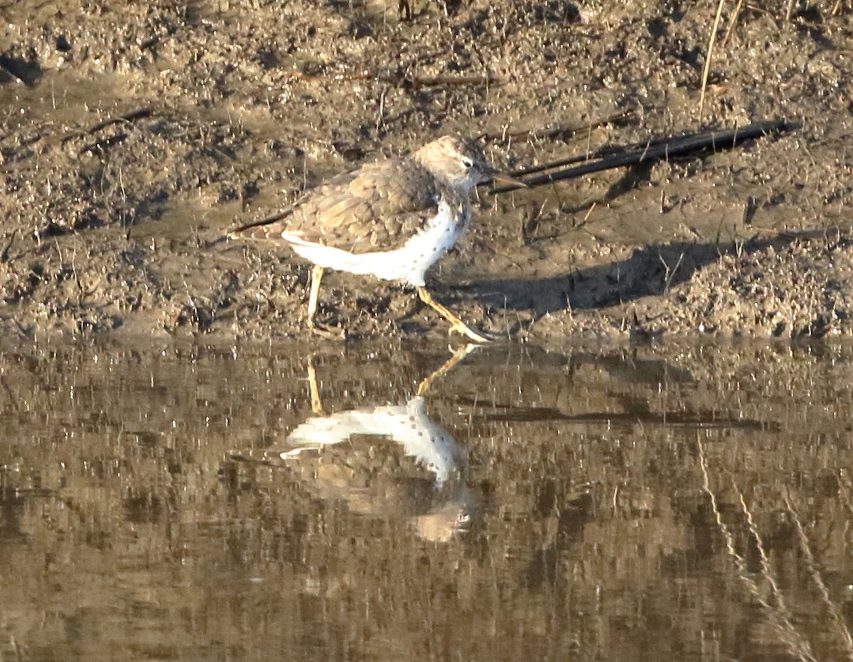 Spotted Sandpiper - ML633801325